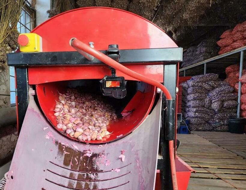 <span style="font-weight: bold;">Фитосанитарная обработка зубков чеснока&nbsp;</span>